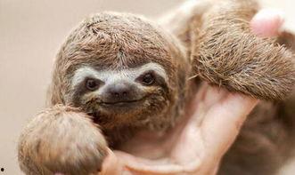 斯凯奇动物最新爆料事件,揭秘动物界神秘事件背后的真相